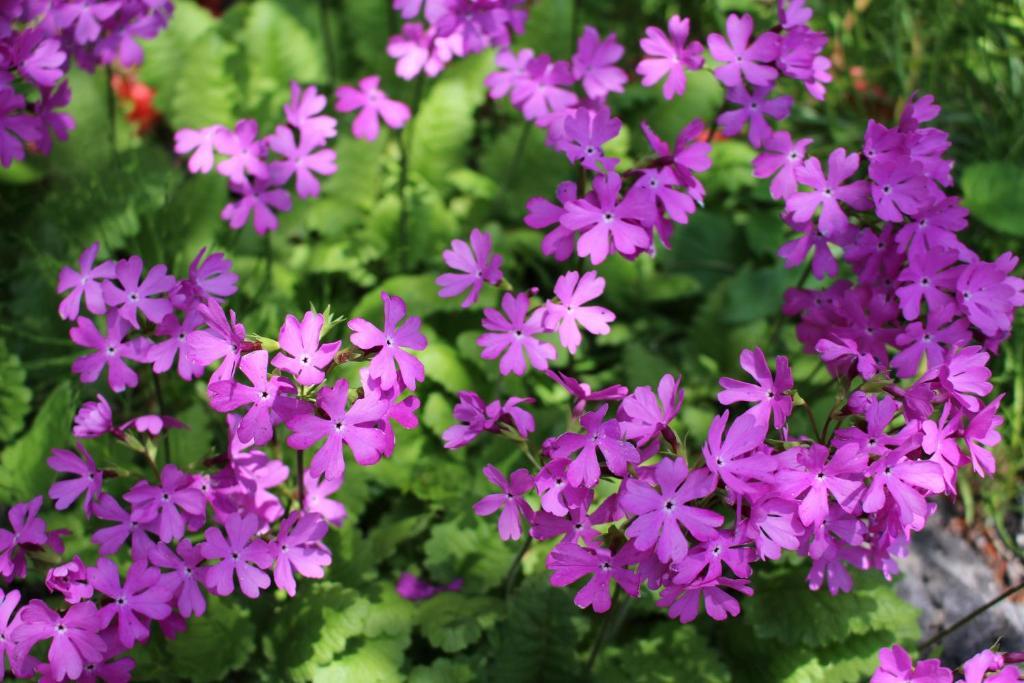 Pension Candytuft Karuizawa Dış mekan fotoğraf